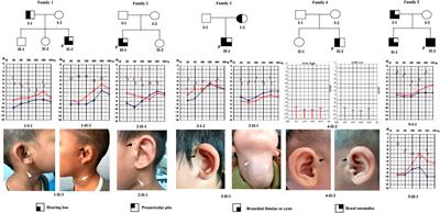 Genetic and Phenotypic Variability in Chinese Patients With Branchio-Oto-Renal or Branchio-Oto Syndrome